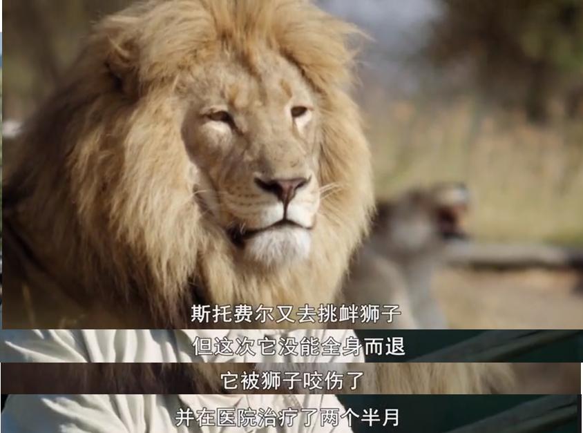 永不服输的蜜獾,曾经有一个保护区饲养了两只,后来怎么样了?