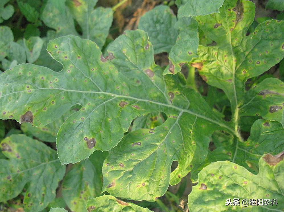 黑斑病和叶枯病用什么药,黑斑病掉叶后怎么处理