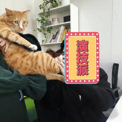 猫咪的脚丫子总是猫屎味 (为啥猫咪脚丫子臭)