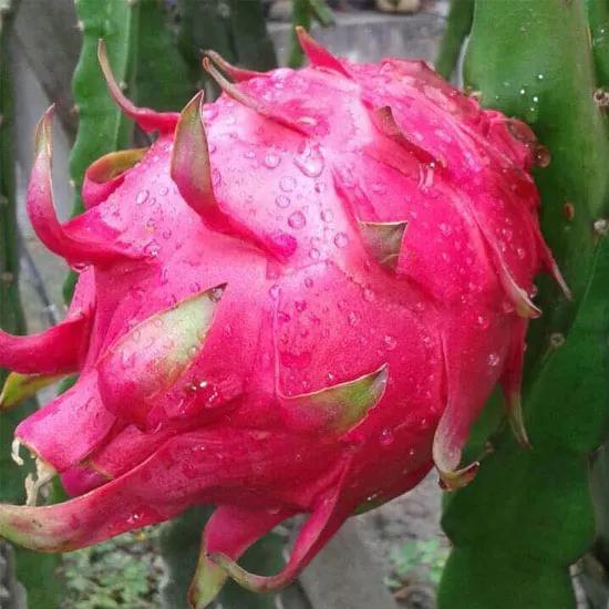 火龙果品种好吃,火龙果品种大全大图