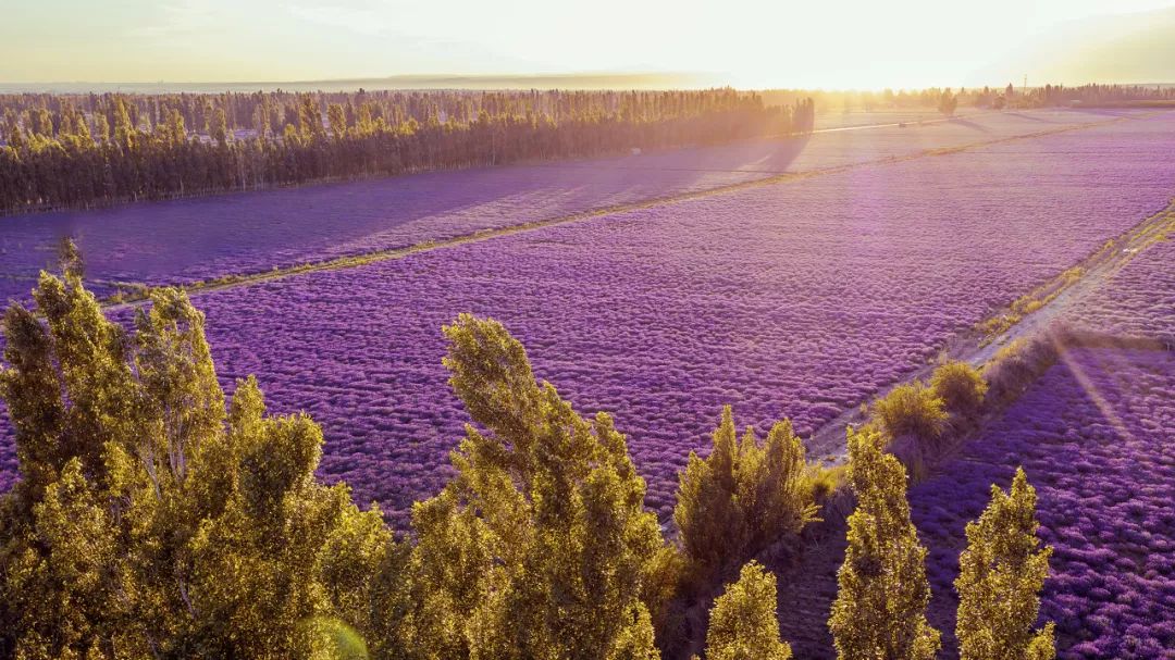 在最美的季节去了呼伦贝尔,一次浪漫的旅行呼伦贝尔