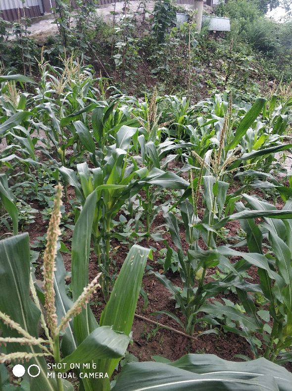 春玉米出苗后怎么防止鸟吃苗,玉米种植防鸟最好方法