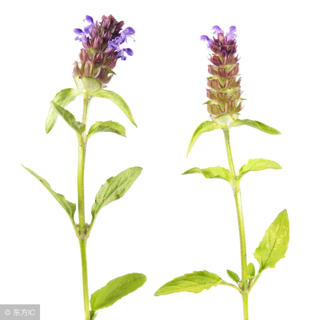 老中医告诉你12种清热解毒的方子，效果非常好。