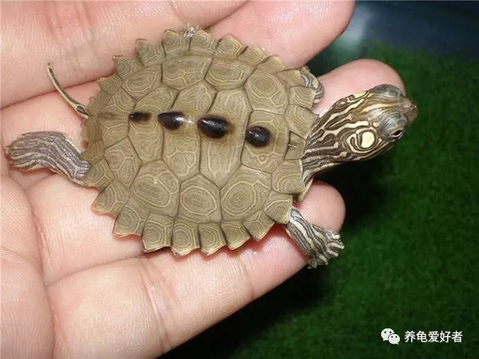 适合家庭养的龟宠,地图龟为什么精力特别旺盛