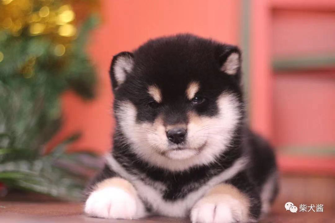 柴犬最需要吃的50种东西,柴犬饮食禁忌区