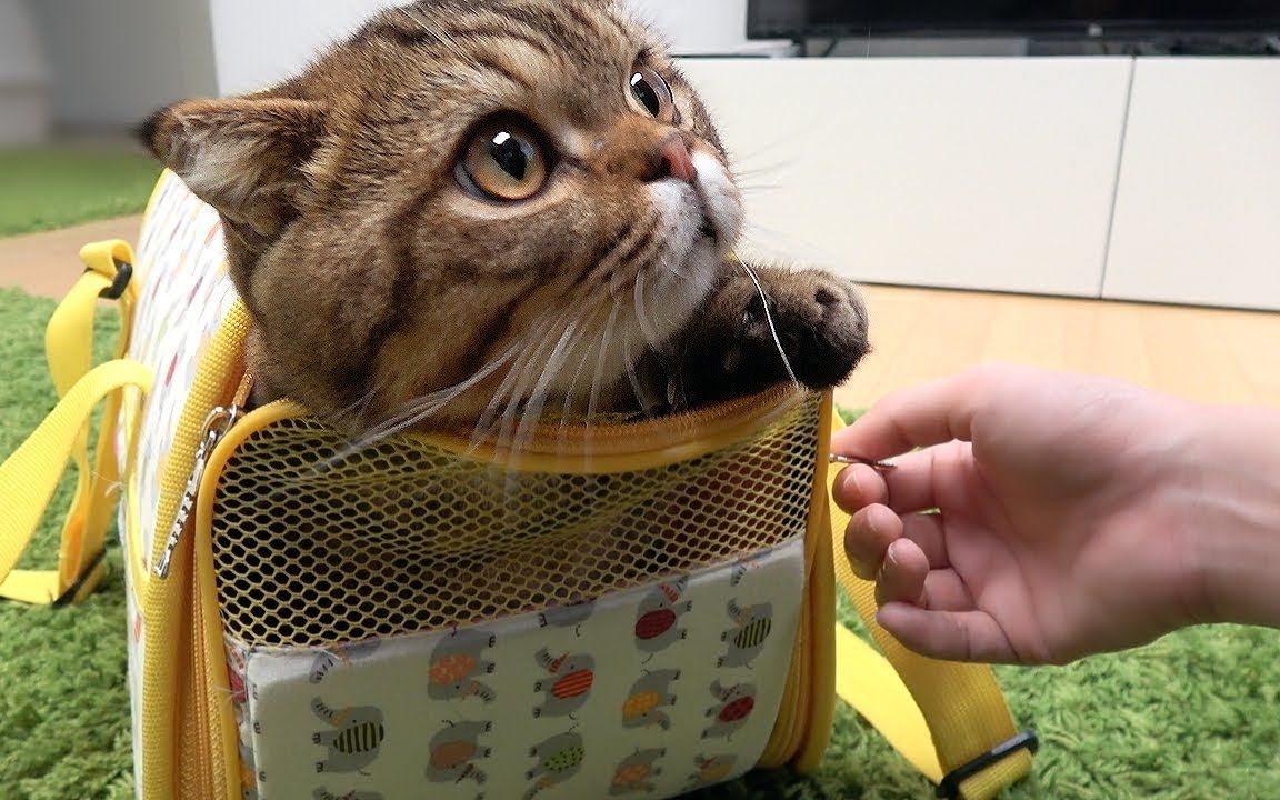 流浪猫收养注意事项洛阳,收养流浪猫幼崽注意事项