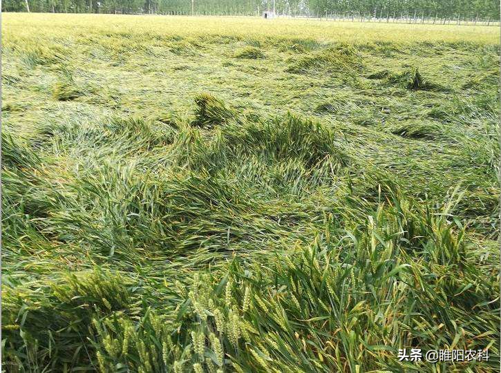 控制小麦旺长用什么药最好,小麦控旺多效唑用量多少克