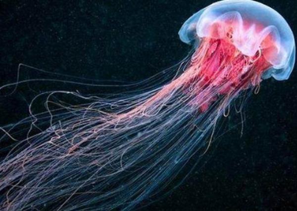 史上五大恐怖深海生物,海洋十大恐怖鱼