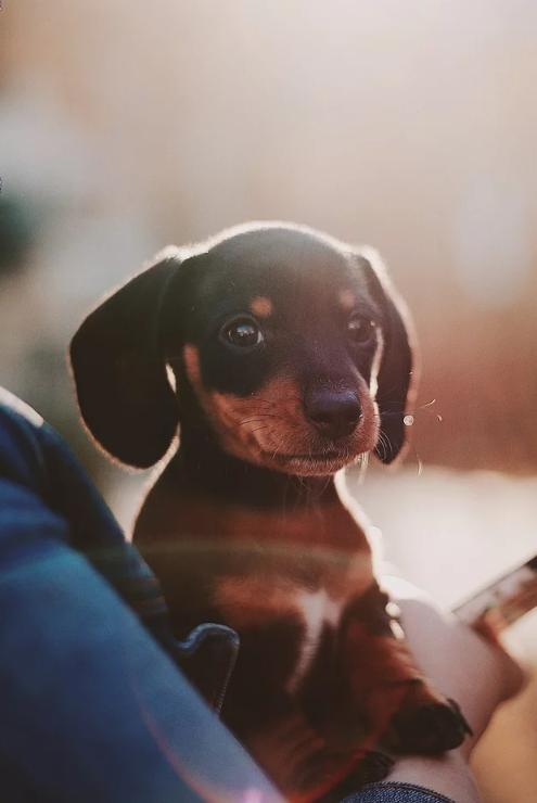 最高惩罚2万元,谁在威胁你的「养宠权」