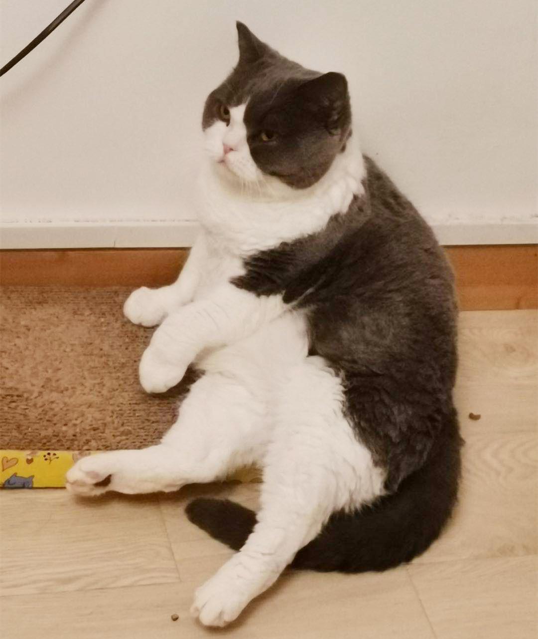 猫咪贫血可以输液了吗,猫咪贫血吃补血肝精多久能好