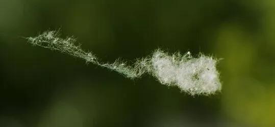 蜂胶消炎祛痘,蜂胶治疗皮癣吗