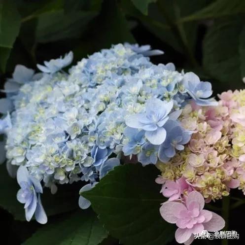 十种好看的绣球,最好看的绣球花视频