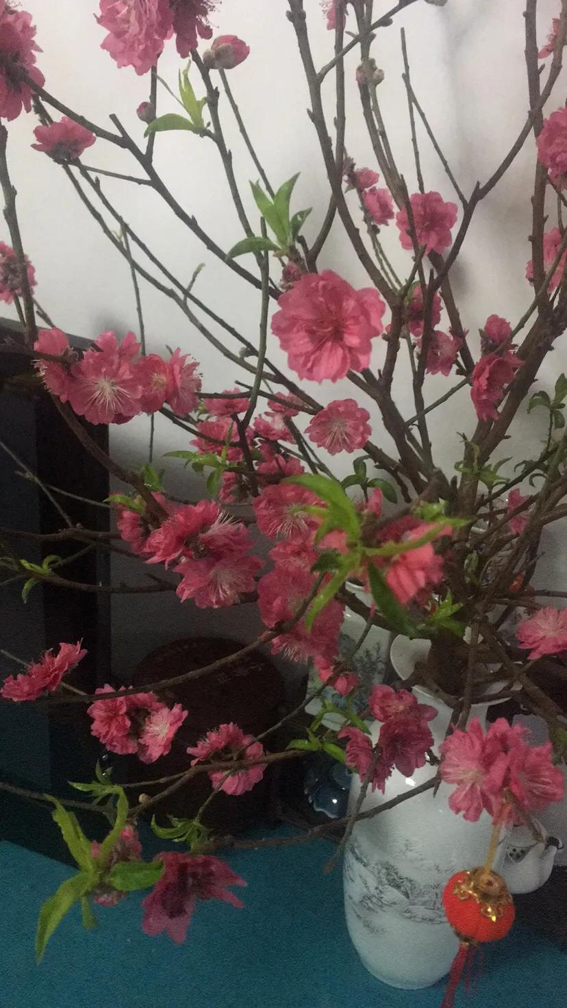 桃花励志花语大全,桃花的星座和花语