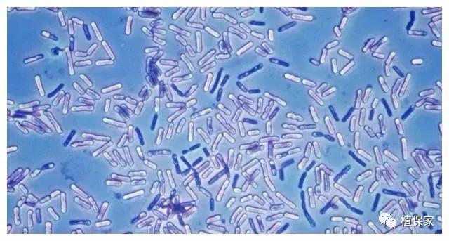 枯草芽孢杆菌的作用及功效农业,枯草芽孢杆菌的用途与用法
