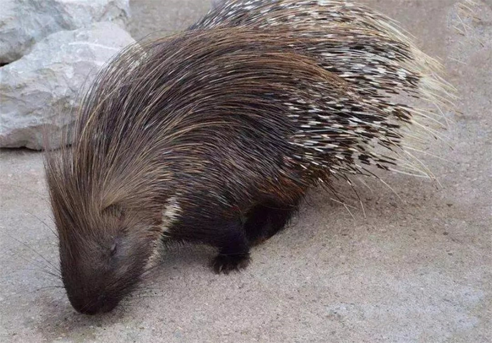 六盘山出现野生动物,六盘山有哪些野生动物