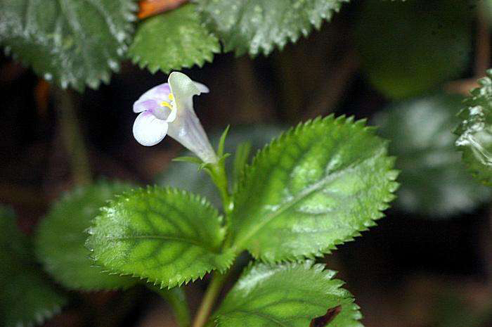 中药鸭嘴草的作用,鸭嘴草药的功效图片