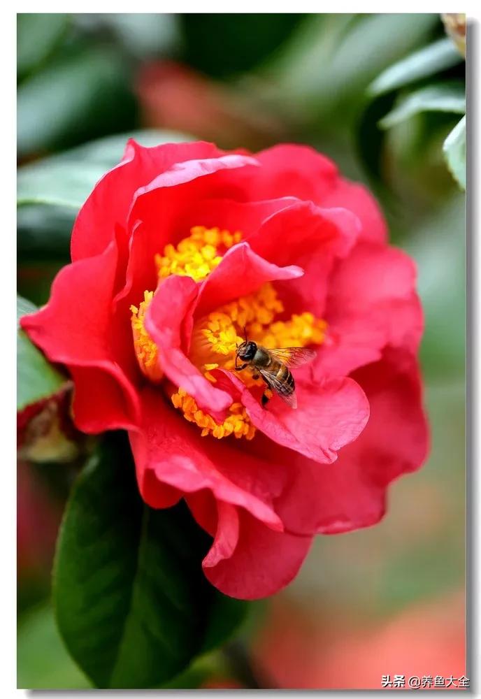 一至十二月的花期,12月到2月份的花期