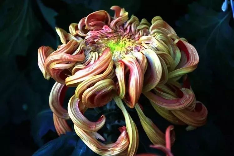 花中四君子菊花国画用笔,花中四君子菊花高清图片