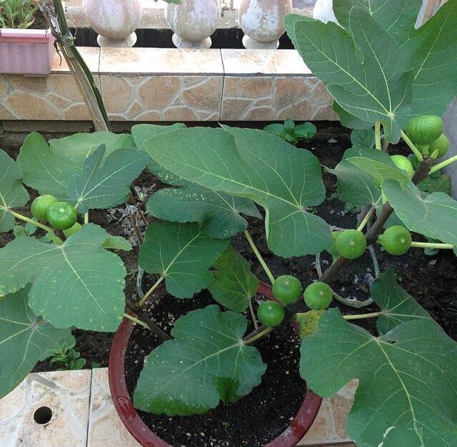 如何让无花果硕果累累,无花果怎么养护硕果累累
