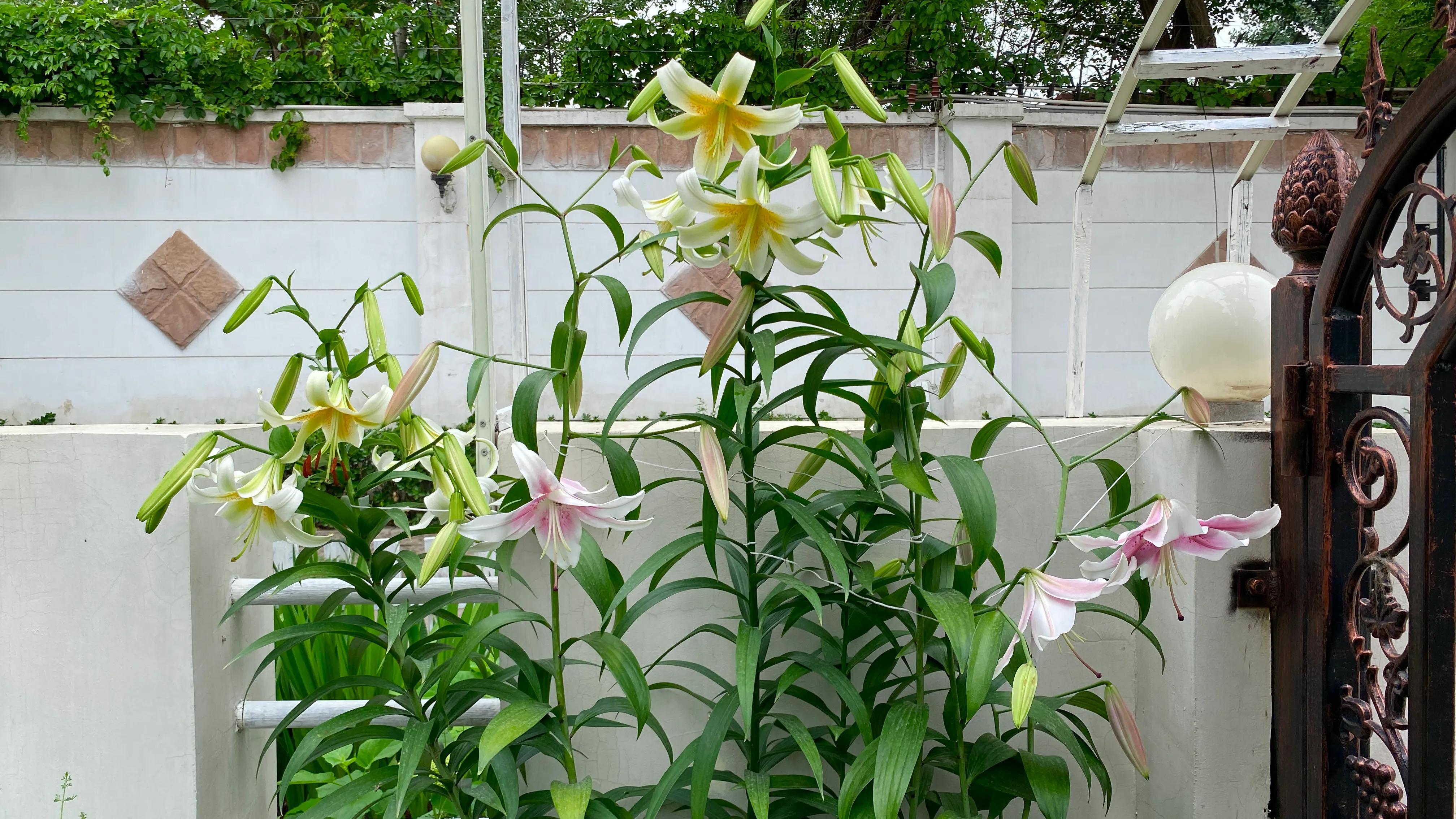 百合品种怎么选,北方花园适合种什么树