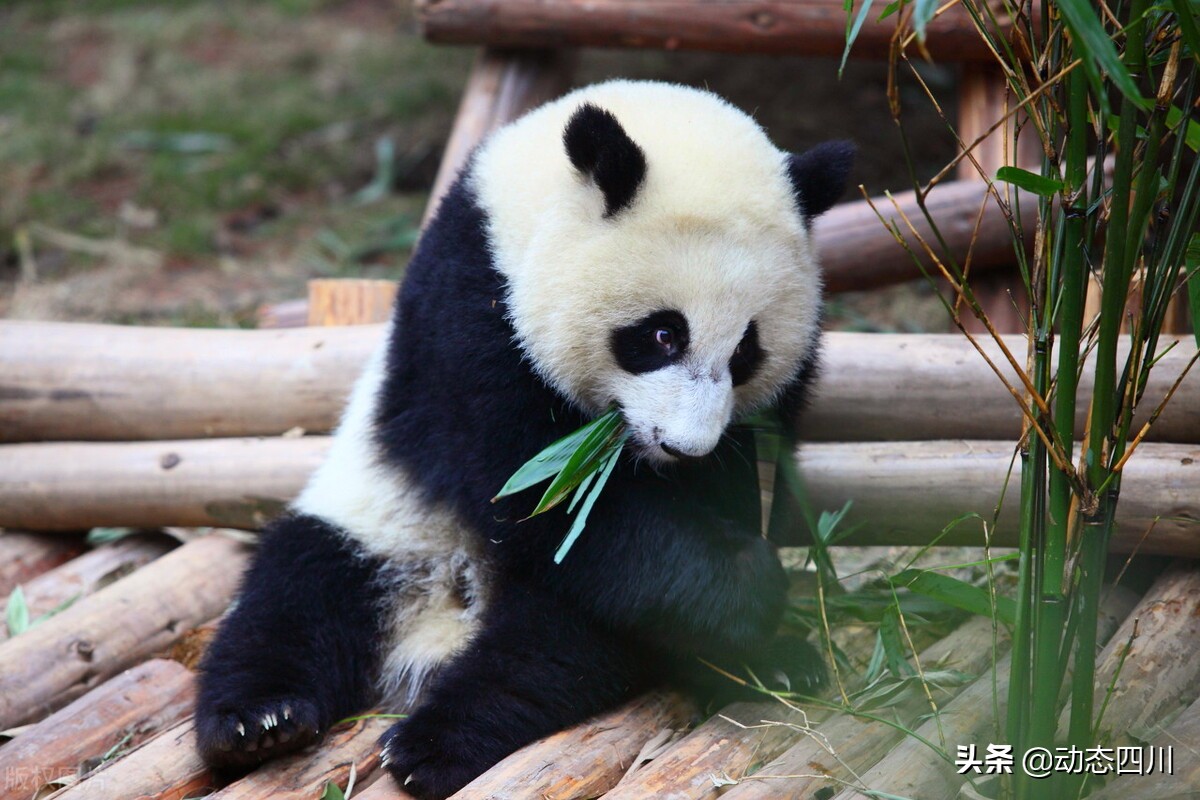 舌尖上的中国四川美食,舌尖上的四川美食