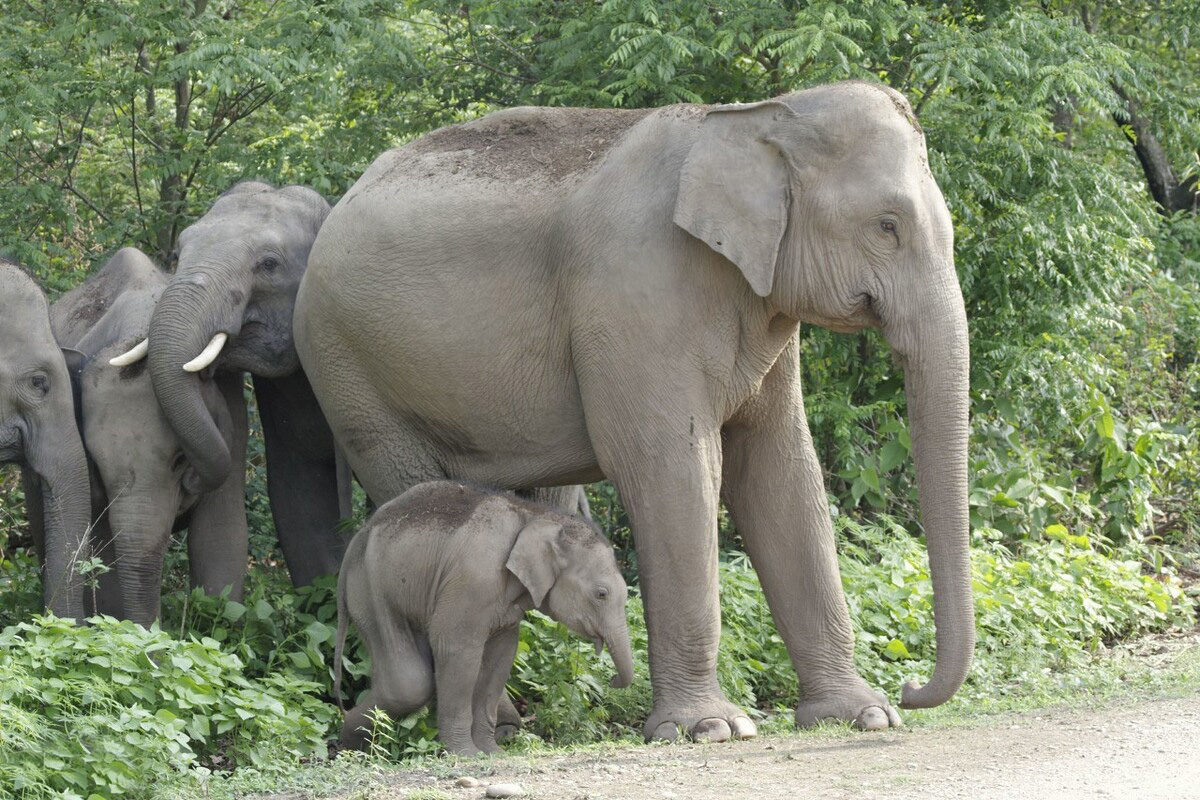 云南大象为什么往北迁徙,云南大象迁徙小象艰难爬出水沟
