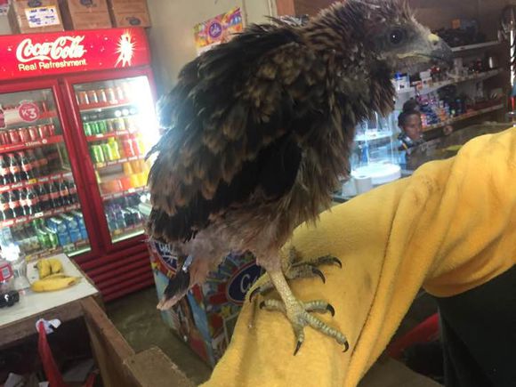 超市卖老鹰风筝,超市卖的几十块无人机