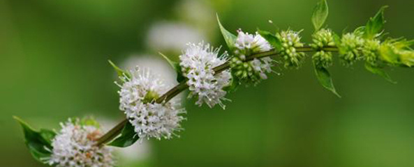 薄荷叶子全部枯萎了怎么回事,薄荷花怎么养怎么蔫了呢