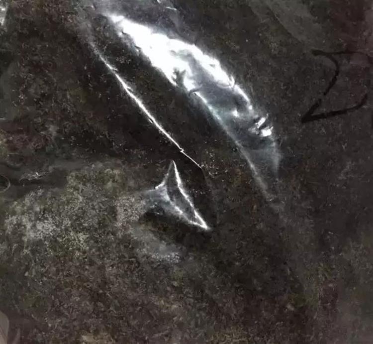 养多肉的土发霉是怎么回事,品氏泥炭土发霉了还能用吗