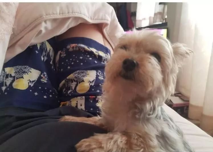 每天黏一起出现姐弟脸!约克夏撞脸小主人,连眯眯眼也同款