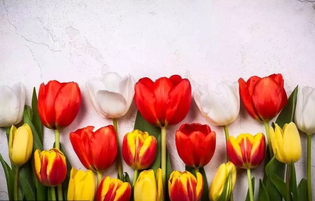 关于花的英文名昵称,关于花的女生英文名有寓意