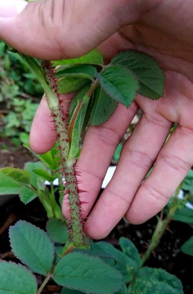 鐪熷亣鍏富浣犺兘鍒嗚鲸寰楀嚭鏉ュ悧,鑻卞浗濂崇帇鐜懓