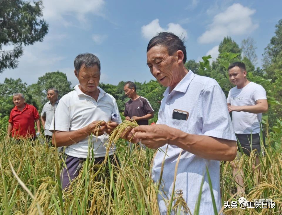 丰都旱稻,巨型稻试种成功亩产700公斤