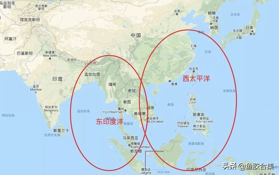 鱼鳔胶顶级,花胶鱼鳔图片