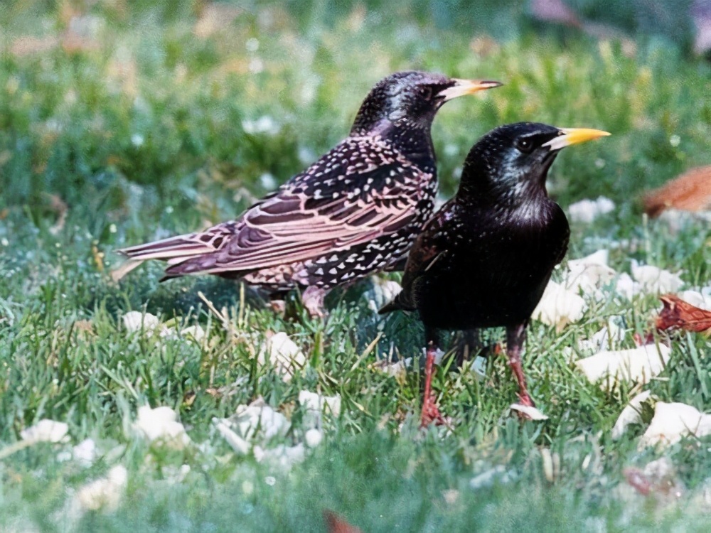 危害生态环境问题有哪些,对生态环境危害的十大动物