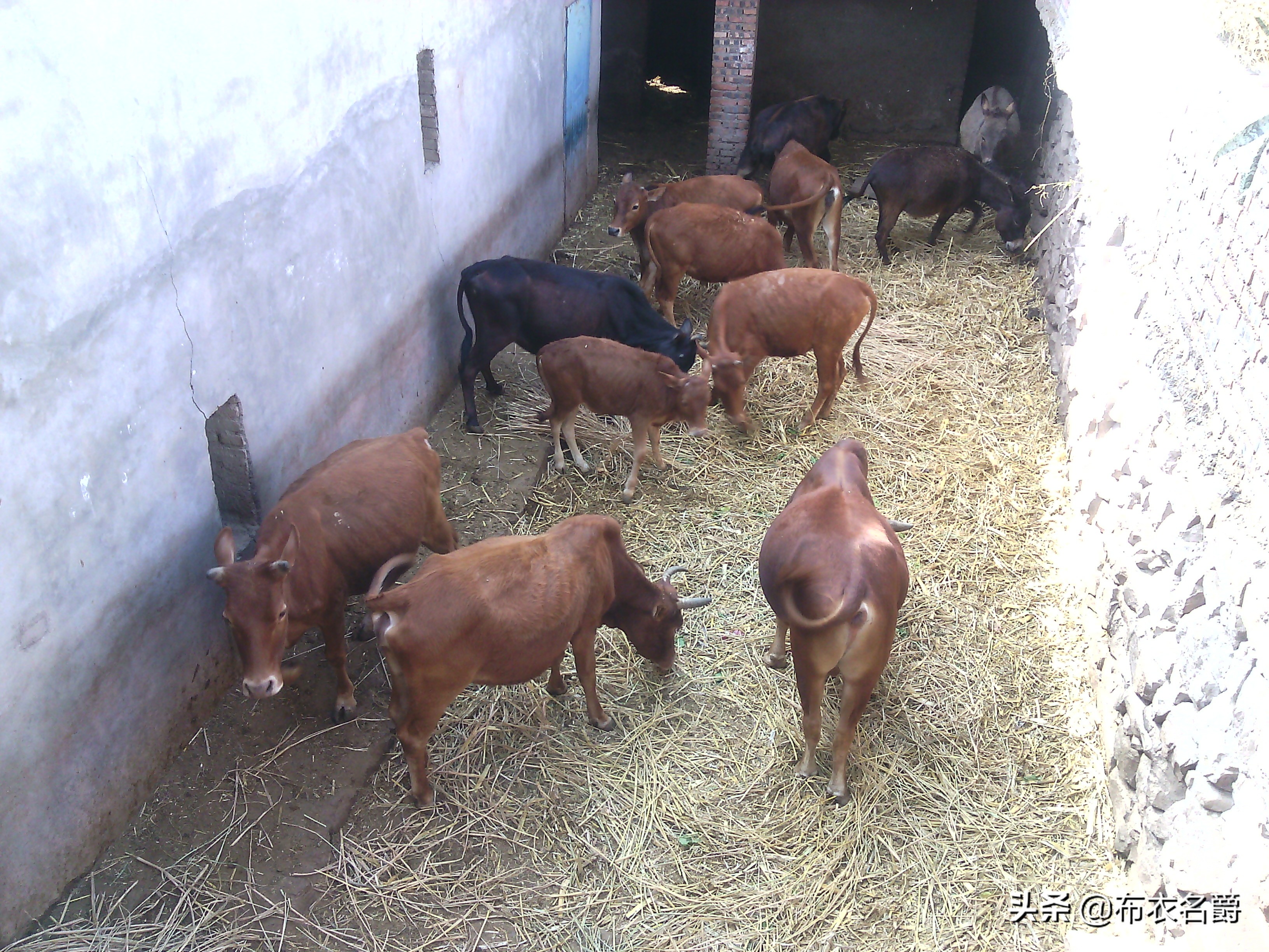 兽医牛病实用手册,犊牛腹泻体虚治疗方法