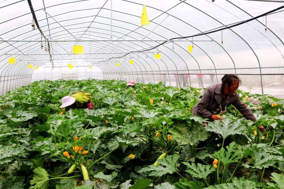 西葫芦怎么管理节瓜多,西葫芦可以结几茬瓜