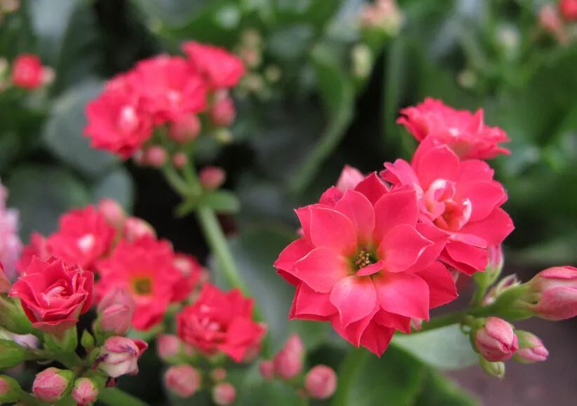 100种常见观叶植物图鉴史上最全,农村常见的100种植物