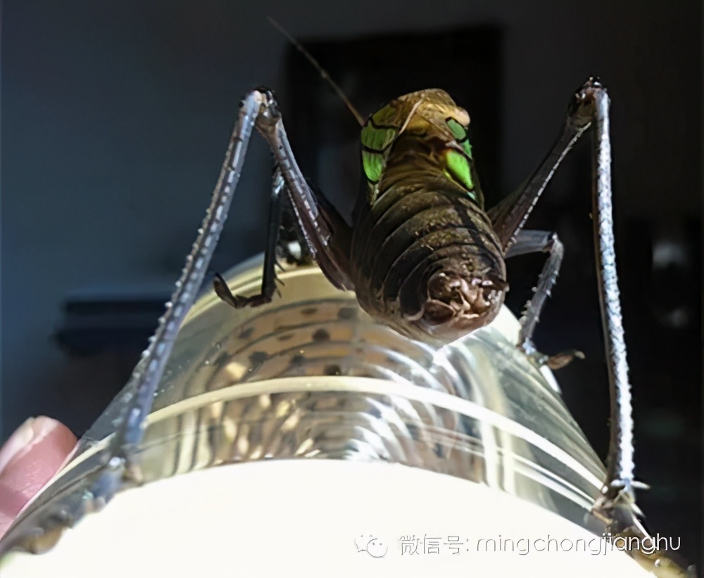 冬蝈蝈怎么挑选,介绍蝈蝈的说明方法