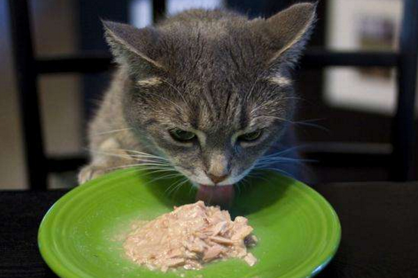 猫咪像打嗝一样一抽一抽的,猫咪有时候打嗝是什么情况