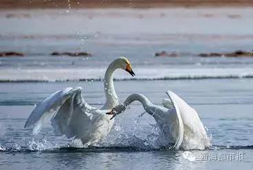 满福青海,青海人的冬天怎么过