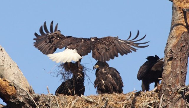 鹰真的有拔喙重生吗,鹰的重生真的有科学依据吗