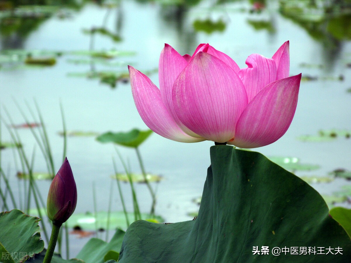 有前列腺炎影响生男孩吗,得了前列腺炎会影响生育么
