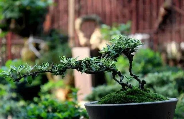 养花技巧家庭养护绿植的小方法,喜爱养花分享花卉盆栽养护知识