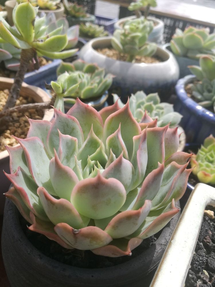 误打误撞的多肉情缘,带我走进多肉小世界!