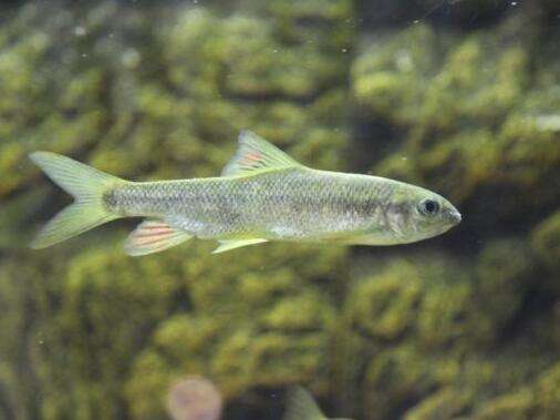 鮸鱼浑身是宝,赤鳞鱼有多厉害