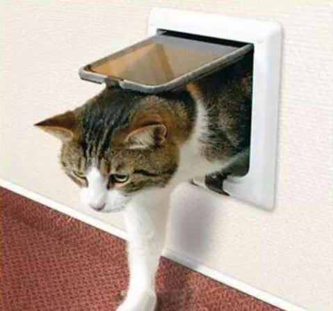 猫咪半夜挠卧室门怎么纠正,不想猫咪上床怎么办