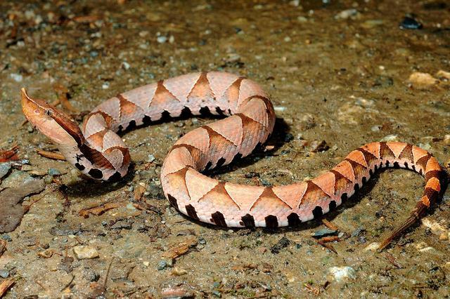 中国十大毒蛇银环蛇排名第几 (中国的毒蛇)