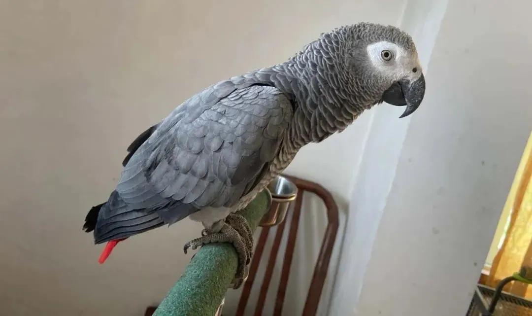 售价高达25万？一只鹦鹉牵出大案！