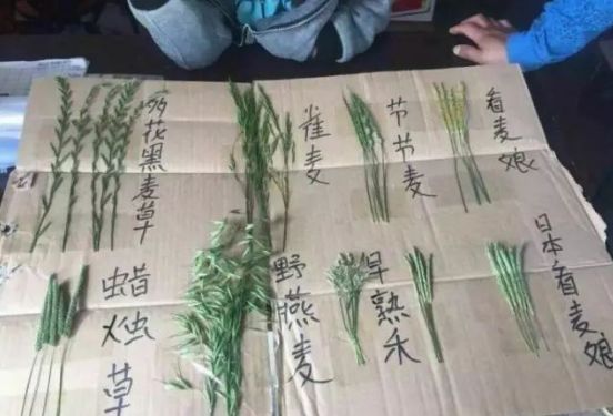 麦田里节节麦怎样根除,节节麦该怎么防治才安全有效